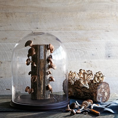 Oyster Mushroom Log Kit - Image 1