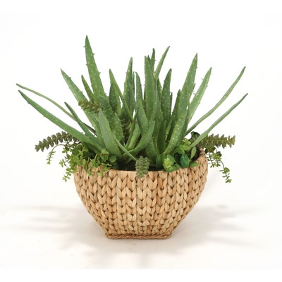 Aloe Desk Top Plant in Basket - Image 0