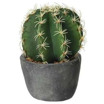 Barrel Cactus Plant in Pot - Image 0