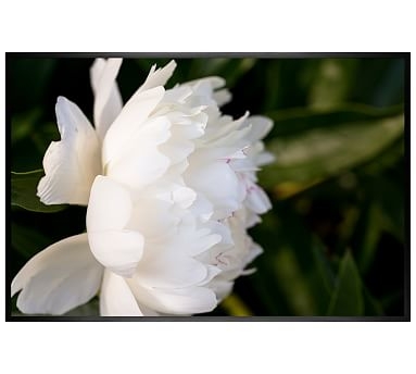 White Peony Framed Print by Cindy Taylor, 42 x 28", Wood Gallery Frame, Black, No Mat - Image 2