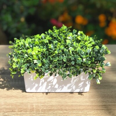 Artificial Grass Boxwood Plant in Decorative Vase - Image 0