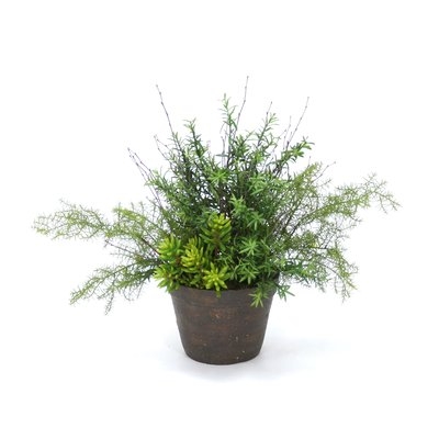 Succulents Rosemary and Pine Tabletop Foliage Plant in Clay Pot - Image 0
