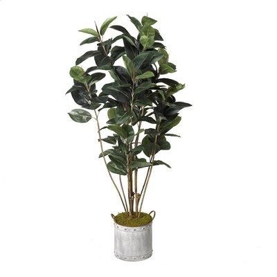 Rubber Tree Foliage Plant in Tin Planter - Image 0