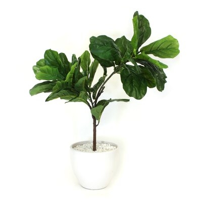 Fiddle Leaf Fig Plant in Pot - Image 0