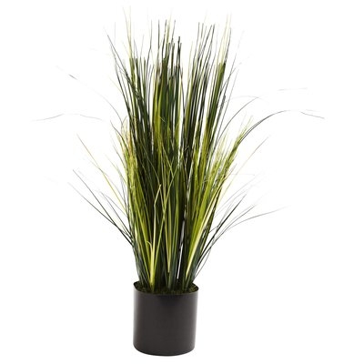 Onion Grass Floor Plant in Pot - Image 0