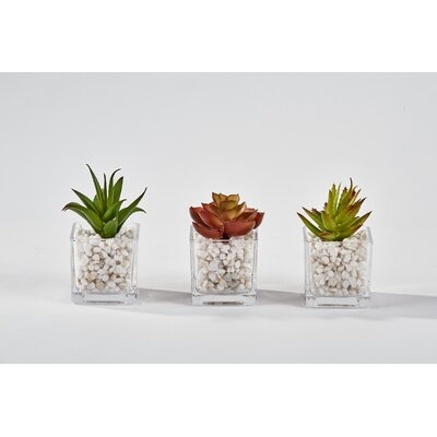 3 Piece Square Aloe Succulent in Glass Pot Set (Set of 3) - Image 0
