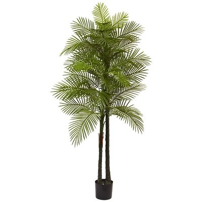 Double Robellini Palm Tree in Pot - Image 0