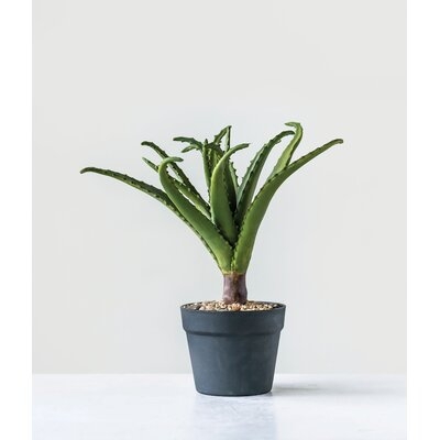 Aloe Plant in Pot - Image 0