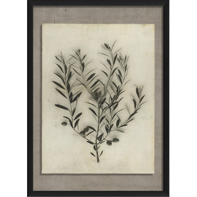 Olive Branch Framed Photographic Print - Image 0