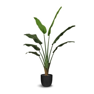 Ravenala Floor Palm Plant in Pot - Image 0