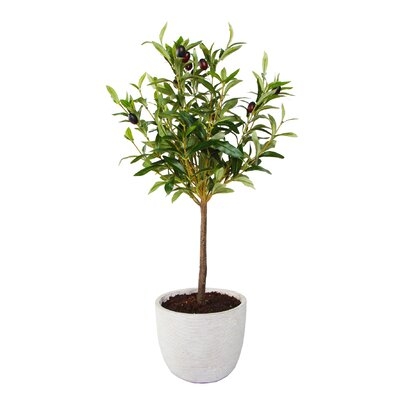28" Olive Tree In 7.25" Cement Pot,Gray - Image 0