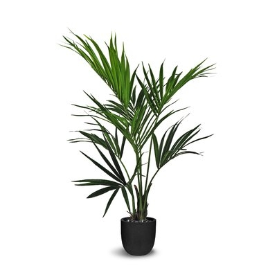 Kentia Floor Palm Plant in Pot - Image 0