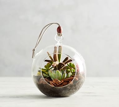 Fresh Hanging Globe Terrarium - Image 0