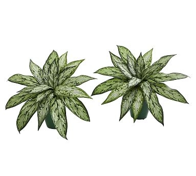 Silver Queen Faux Plant, Set of 2 - Image 0