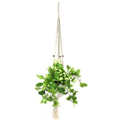 Hanging Foliage Plant in Planter - Image 0