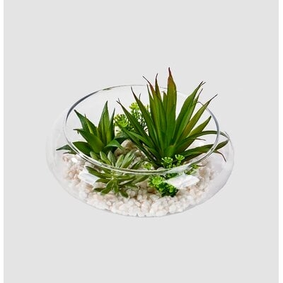 Dish Garden Agave Succulent - Image 0