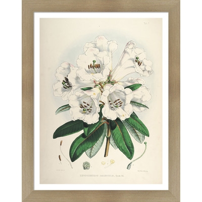 Vintage Botanical II by Julia Kearney Framed Painting Print - Image 0