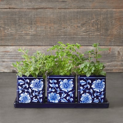 Blue & White Ceramic Herb Tray with Pots, Set of 3 - Image 0