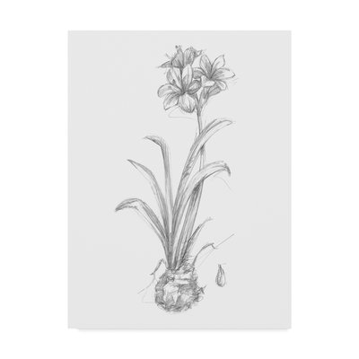 'Botanical Sketch II' Drawing Print on Wrapped Canvas - Image 0