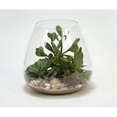 Succulents, Sand and Shells Desk Top Plant in Terrarium - Image 0