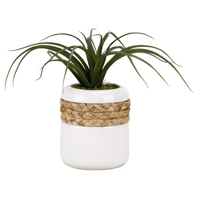 Curly Tillandsia Round Ceramic Floor Foliage Plant in Planter - Image 0