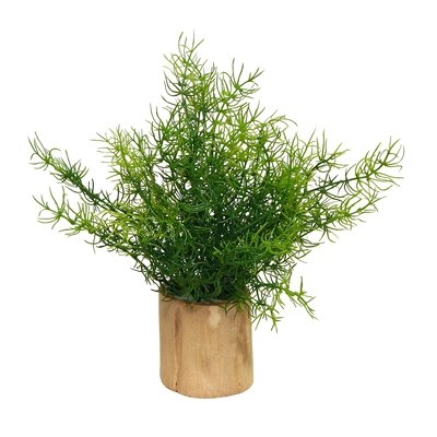 Asparagus Fern Plant in Decorative Vase - Image 0