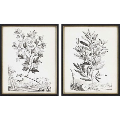 'Botanicals III' 2 Piece Framed Drawing Print Set - Image 0