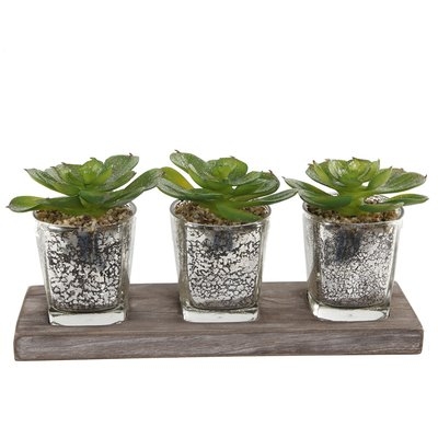Desktop Succulent&nbsp;Plant in Decorative Vase - Image 0