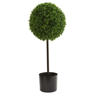 Boxwood Topiary - Image 0