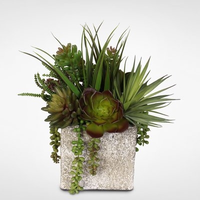 Desktop Succulent and Grass Bush Coastal Cottage Arrangement Plant in Pot - Image 0