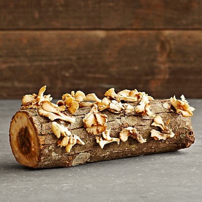 Oyster Mushroom Log Kit - Image 0