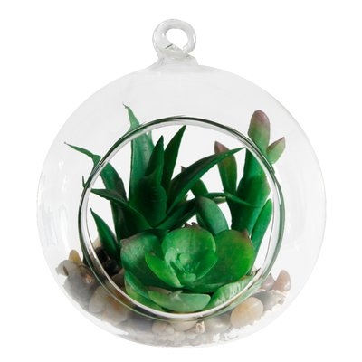 Desktop Succulent Plant in Box - Image 0