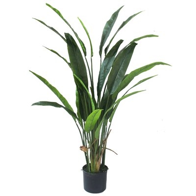 Bird of Paradise Silk Palm Plant in Pot - Image 0