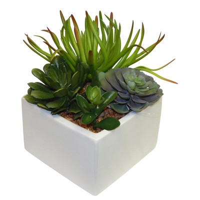Succulent Desk Top Plant in Planter - Image 0