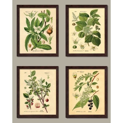 'Popular Old-Fashioned Plant Botanical' 4 Piece Graphic Art Print Set - Image 0