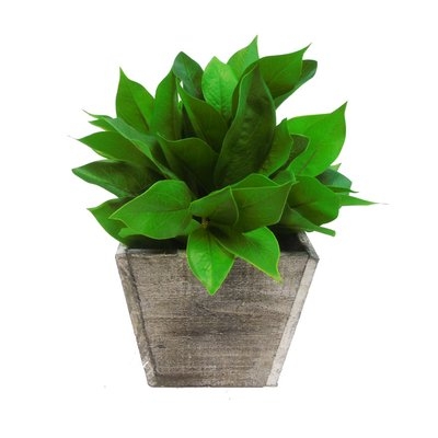 Faux Laurel Leaf Desk Top Plant in Pot - Image 0