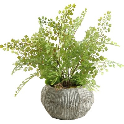 Fla Iron Foliage Plant in Pot - Image 0