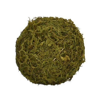 Sphere Moss Topiary (Set of 4) - Image 0