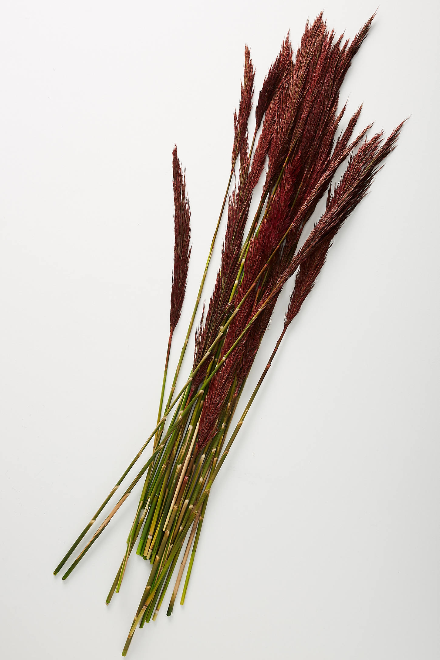 Dried Plume Reed Bouquet - Image 0