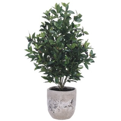 Olive Floor Foliage Plant in Planter - Image 0