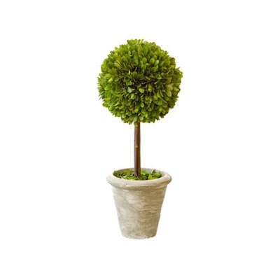 Single Boxwood Topiary in Pot (Set of 2) - Image 0