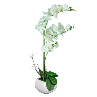Orchid Flowering Plant in Pot - Image 0