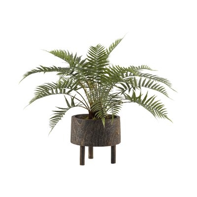 Forest Fern Plant in Planter - Image 0