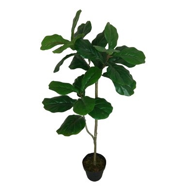 Fiddle Leaf Fig Plant in Pot - Image 0
