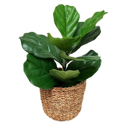 Small Fiddle Plant In Basket - Image 0