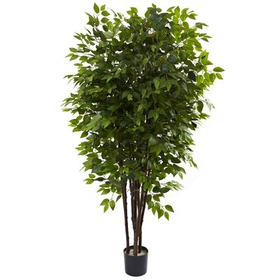 Deluxe Ficus Tree in Pot - Image 0