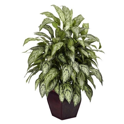 Silver Queen Floor Plant in Planter - Image 0