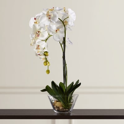 Phalaenopsis Silk Orchid in Glass Vase - Image 0