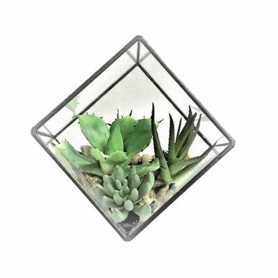 Succulent Succulent in Terrarium - Image 0