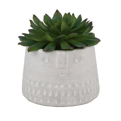 Cylinder Cool Face Desktop Succulent Plant in Decorative Vase - Image 0